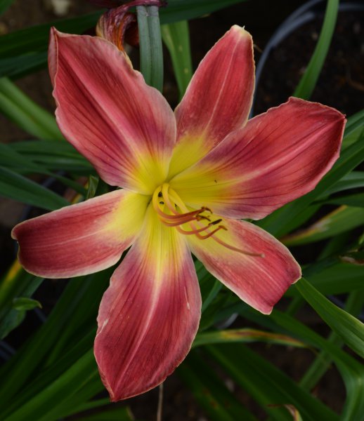 My Heart Belongs To Daddy.JPG