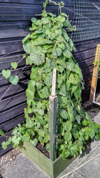 My Morning Glory 8-8-22.jpg