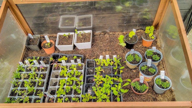 My perennials in my cold frame 5-6-22.jpg