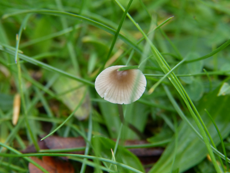 Mycena galopus 1.JPG