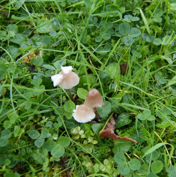 Mycena galopus .JPG