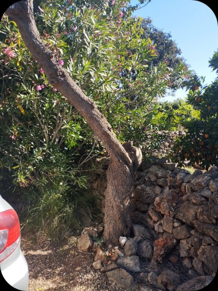 Myoporo Gone 10 May 24.jpg