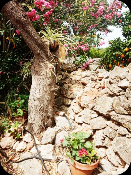 Myoporo trunk 6 Jun 24.jpg