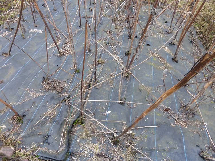 mypex sunflowers.jpg