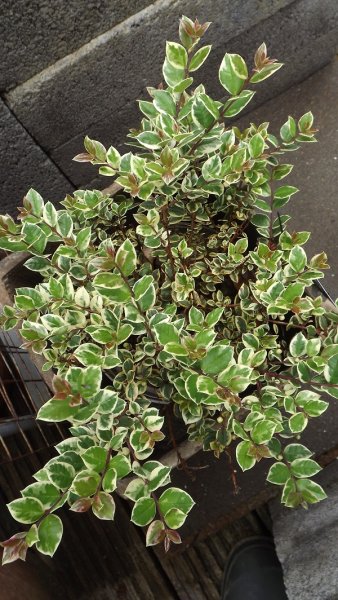 Myrtus apiculata Glanleam Gold.jpg