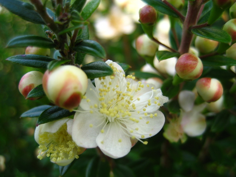 MYRTUS  COMMUNIS  TARENTINA 20-09-2007 15-59-56.JPG