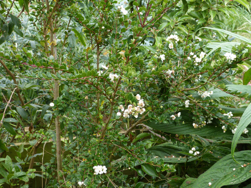 Myrtus paraguayensis.JPG