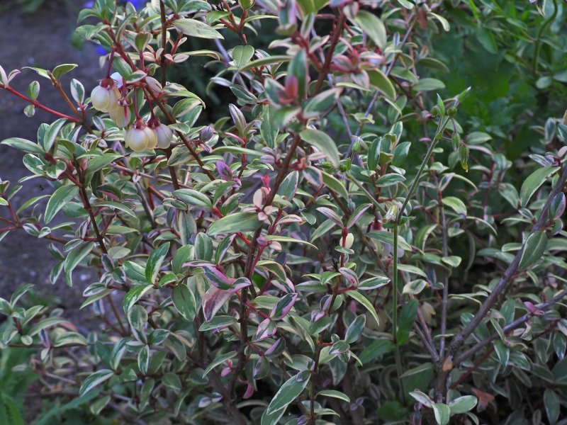 Myrtus ugni Flambeau.JPG