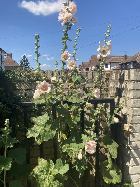 Mysterious plant.jpg