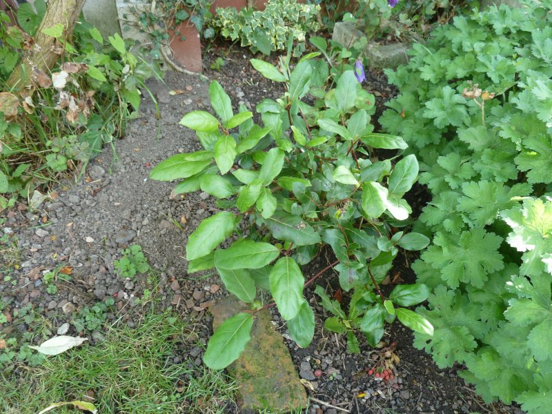 Mystery Plant1.JPG