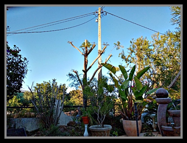 Naked Jacaranda 9 Oct.jpg