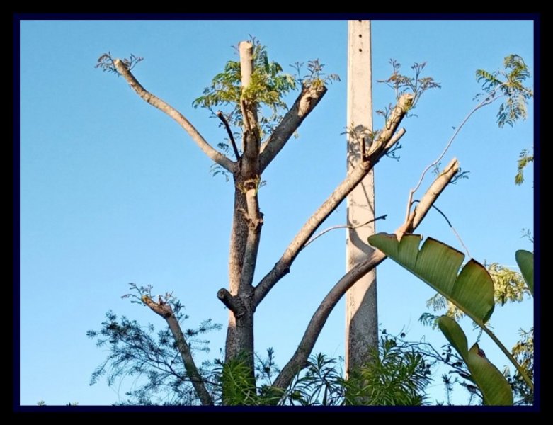 Naked Jacaranda Close 9 Oct.jpg