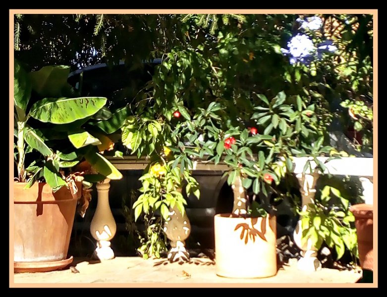 Nana, Ginger & Spicey 16 Aug.jpg