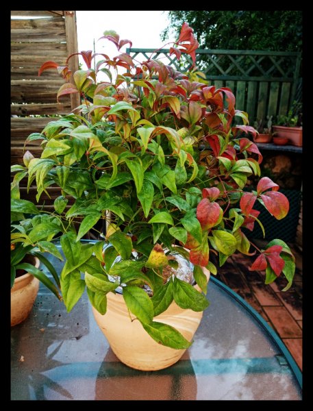 Nandina Fire Power 26 Feb.jpg