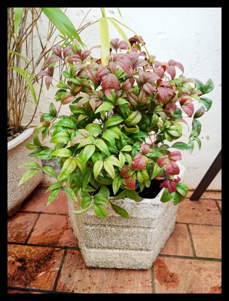 Nandina in Front 27 Feb.jpg