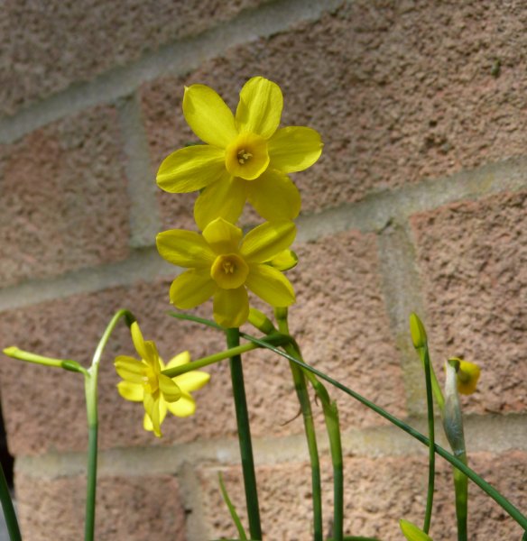 Narcissus Baby Moon.JPG