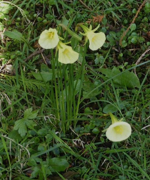Narcissus bulbocodium.JPG