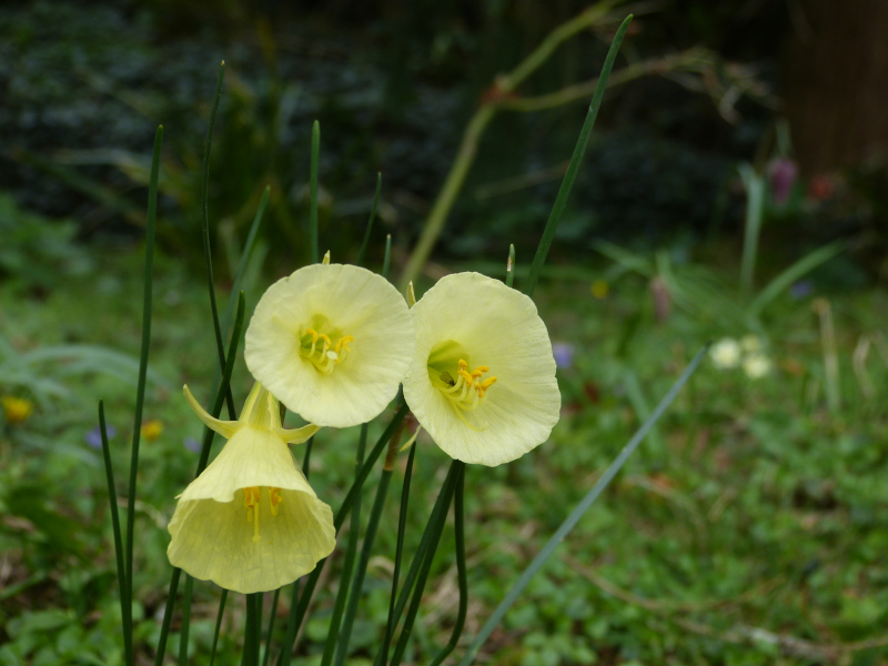 Narcissus bulbocodium.JPG