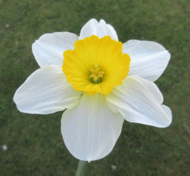 NARCISSUS  CRIMEA 19-04-2018 14-07-00.JPG