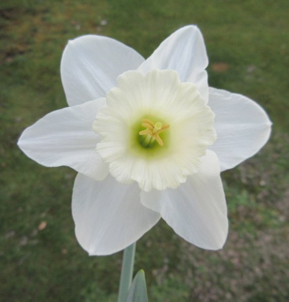 NARCISSUS  DULSIE 21-04-2018 16-46-37.JPG