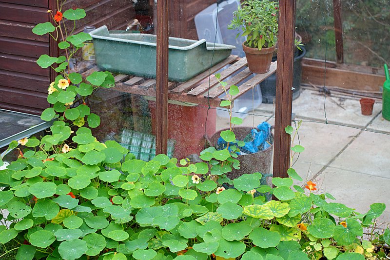 Nasturtium-greenhouse.jpg