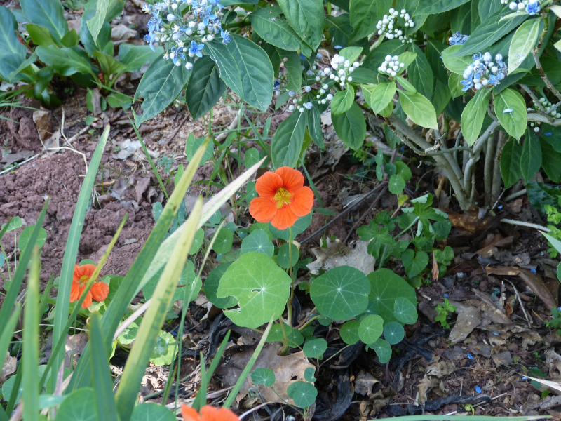 Nasturtium.JPG