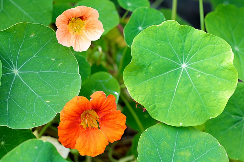 Nasturtium-orange-2.jpg