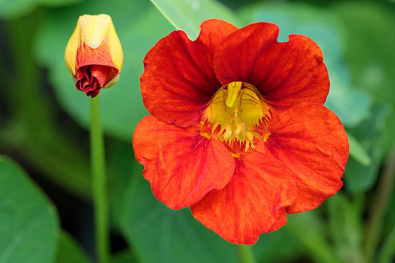 Nasturtium-red-july-f11.jpg