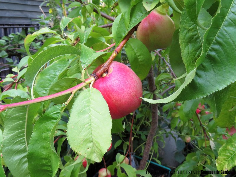 nectarine_016.jpg