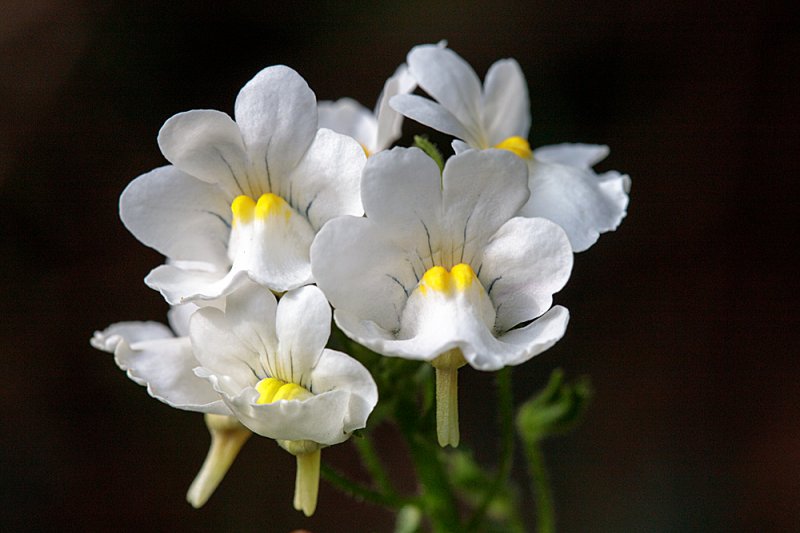 Nemesia-6.jpg