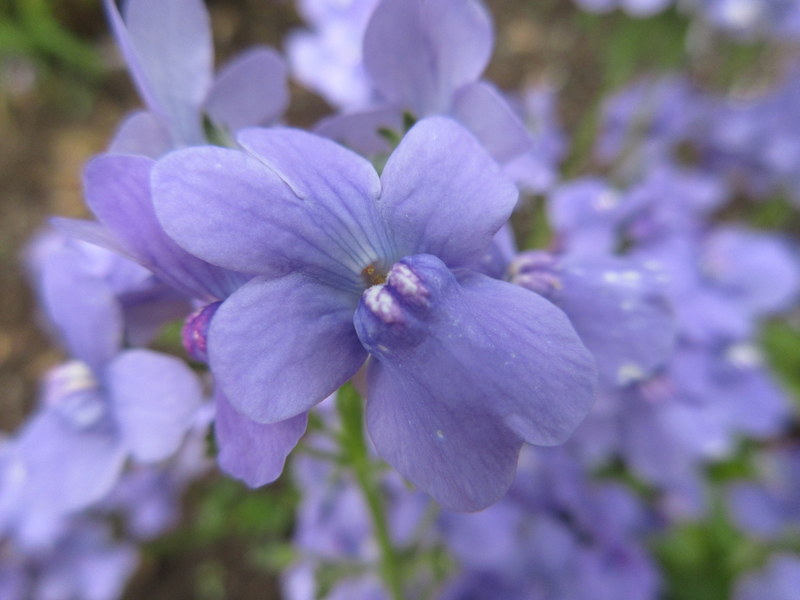 NEMESIA  BLUE  LAGOON 05-Jul-17 10-38-50 AM.JPG