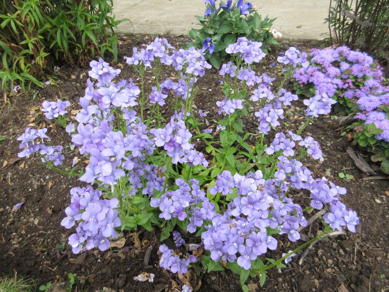 NEMESIA  BLUE  LAGOON 05-Jul-17 10-39-06 AM.JPG