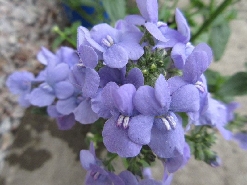 NEMESIA  BLUE  LAGOON 23-05-2017 16-58-17.JPG