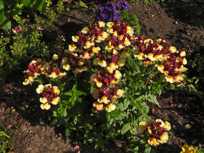 Nemesia Heart of Gold.JPG
