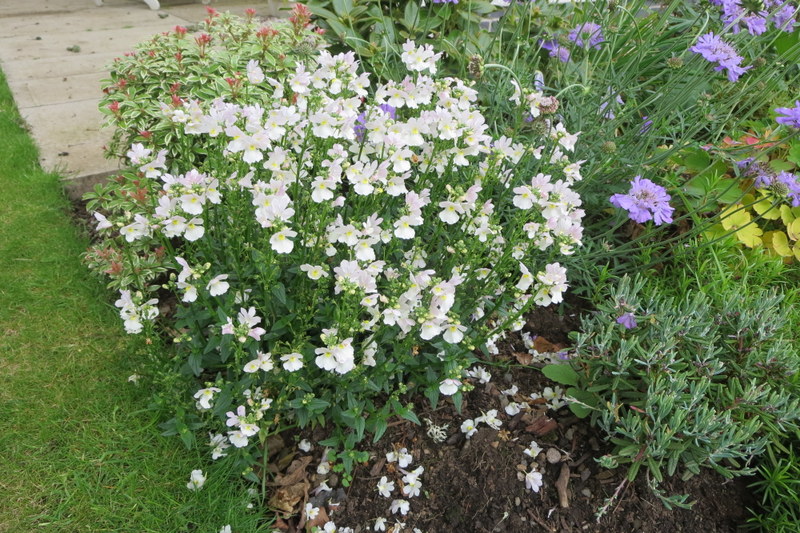 NEMESIA  WISLEY  VANILLA 11-08-2015 13-03-10.JPG