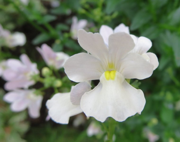 NEMESIA  WISLEY  VANILLA 11-08-2015 13-03-54.JPG