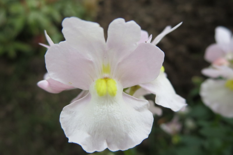 NEMESIA  WISLEY  VANILLA 16-05-2015 11-02-09.JPG