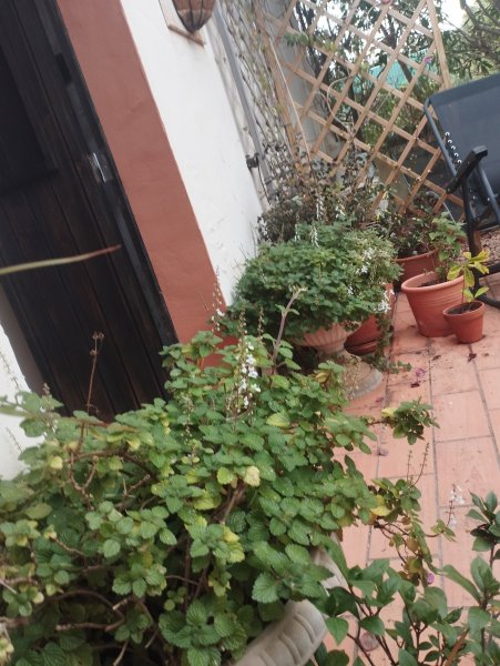 Nepeta 27 Oct 25.jpg