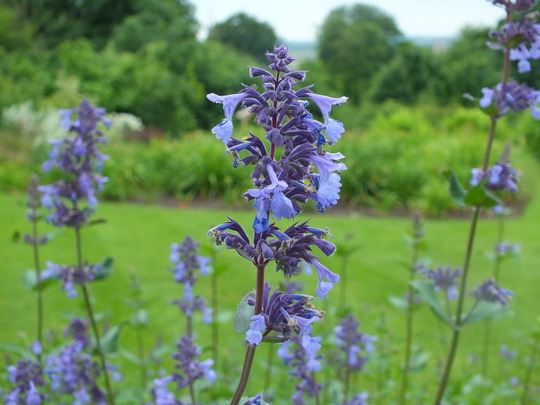 nepeta blue infinity.jpg