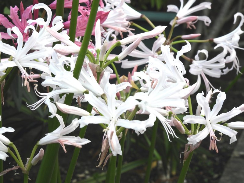Nerine 1.jpg