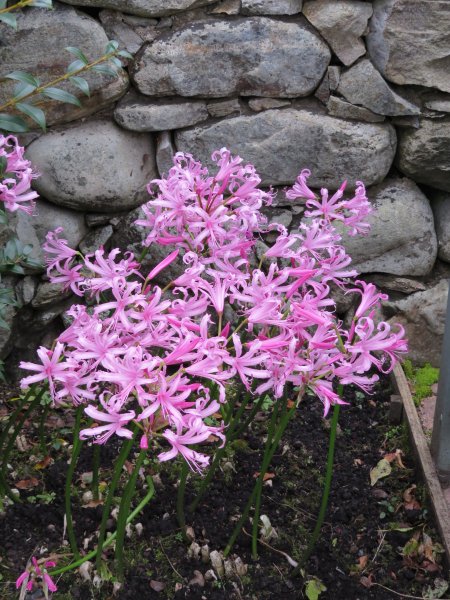 Nerine (1).JPG