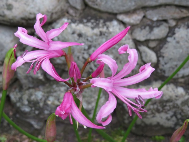 Nerine (2).JPG