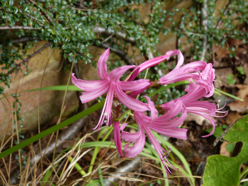Nerine bowdenii.JPG