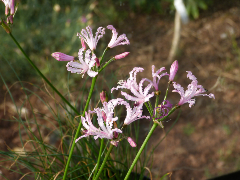 Nerine masoniorum.JPG