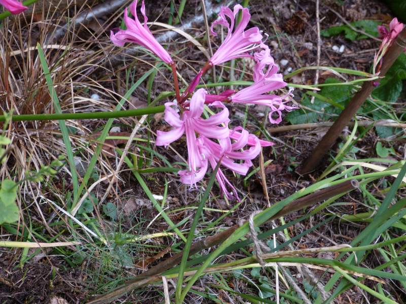 Nerine pink.JPG