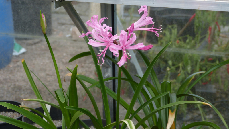 Nerine sarniensis.JPG