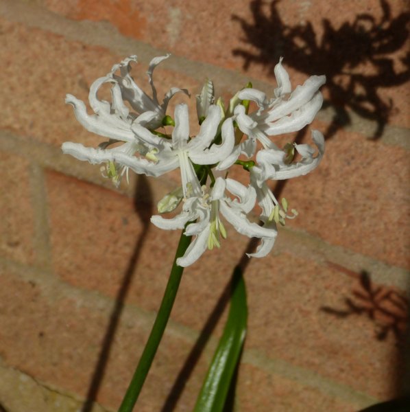 Nerine undulatus Alba.JPG