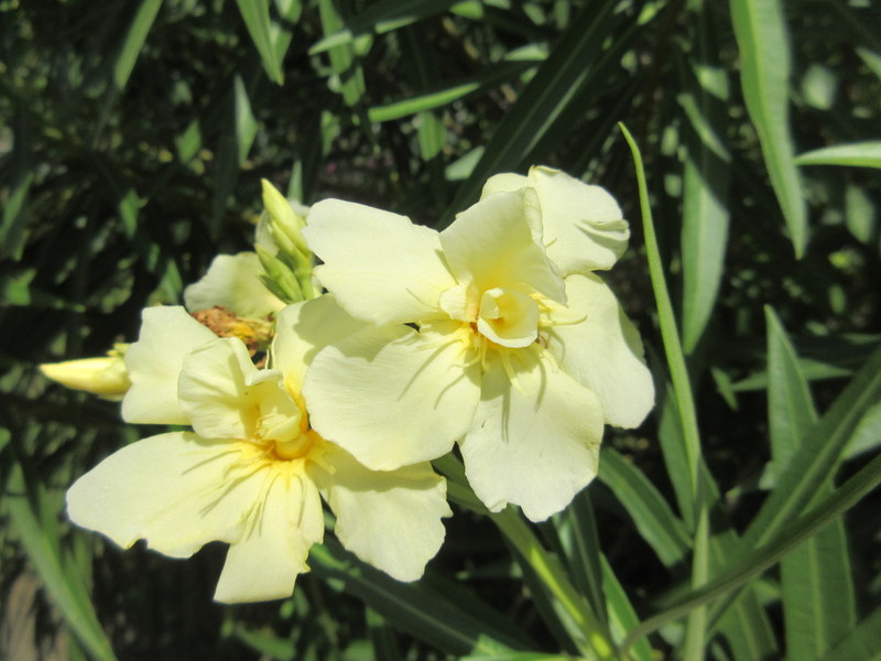 NERIUM  OLEANDER 03-Jan-18 12-20-13 PM.JPG