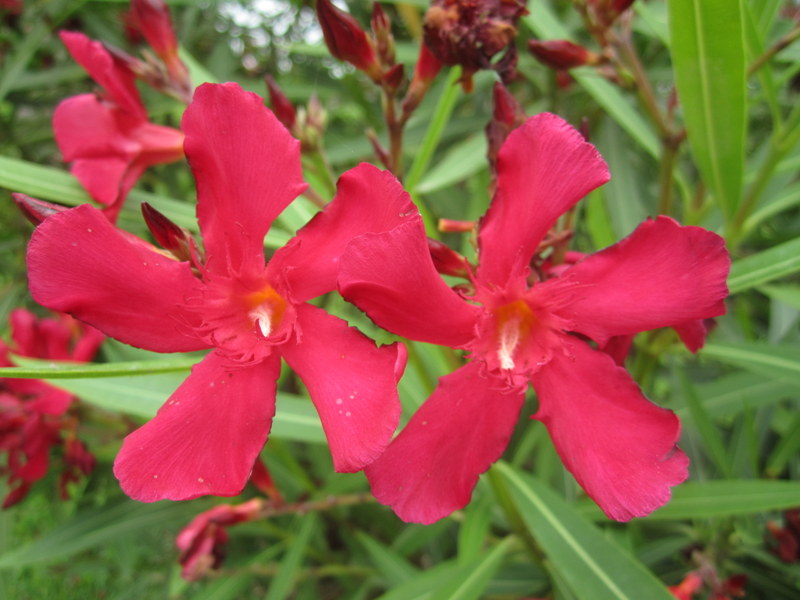 NERIUM  OLEANDER  05-02-2012 11-26-16.JPG
