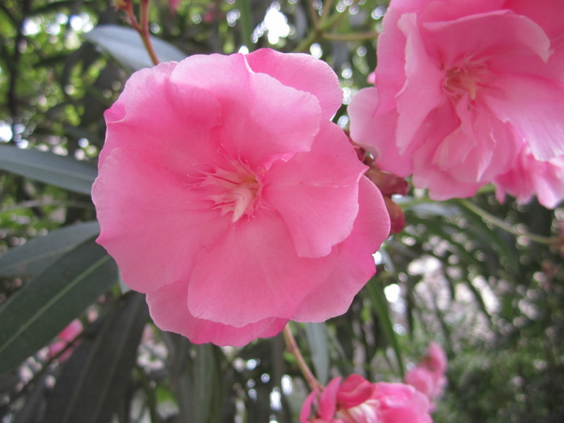 NERIUM  OLEANDER 06 01 2012 13-33.JPG